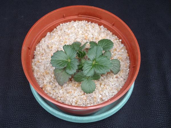 Thumbnail image for Strawberry Phosphorus (P) Deficiency