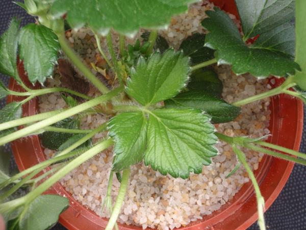 Thumbnail image for Strawberry Zinc (Zn) Deficiency