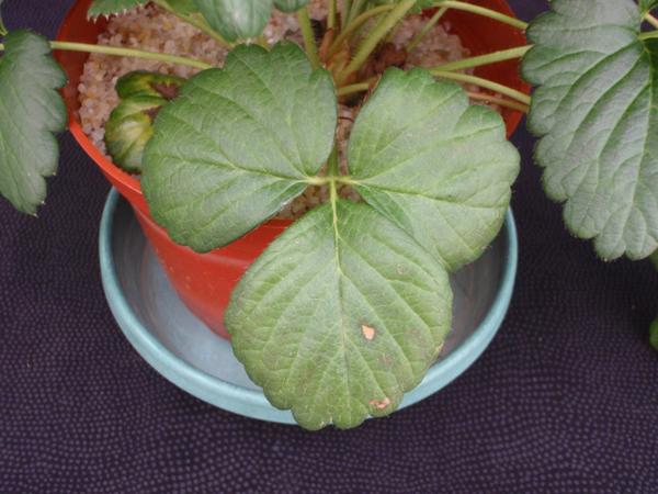 Thumbnail image for Strawberry Magnesium (Mg) Deficiency