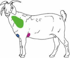 Thumbnail image for Vaccinating Goats Against Enterotoxemia and Tetanus: Is it Necessary?