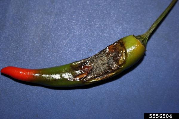 Thumbnail image for Anthracnose of Pepper