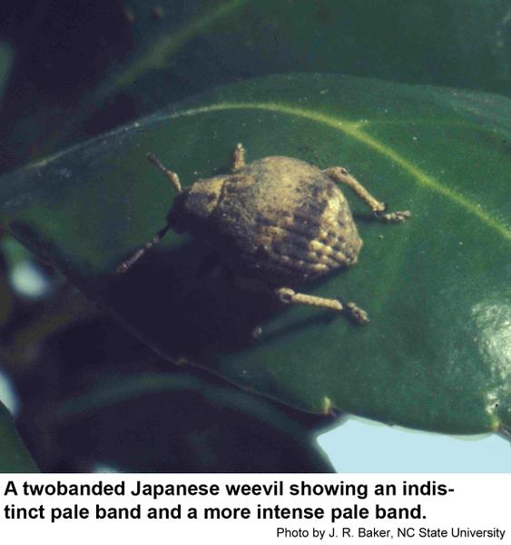 Thumbnail image for Twobanded Japanese Weevil