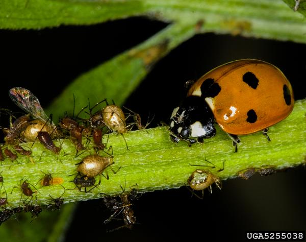 Thumbnail image for Lady Beetles