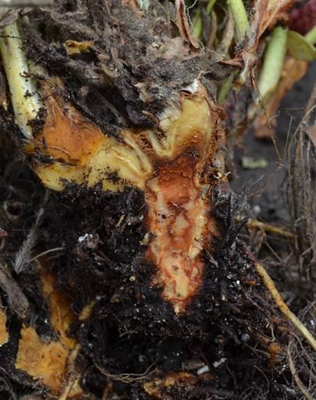 Thumbnail image for Anthracnose Crown Rot of Strawberry