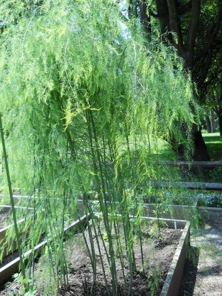 Thumbnail image for Growing Asparagus in a Home Garden
