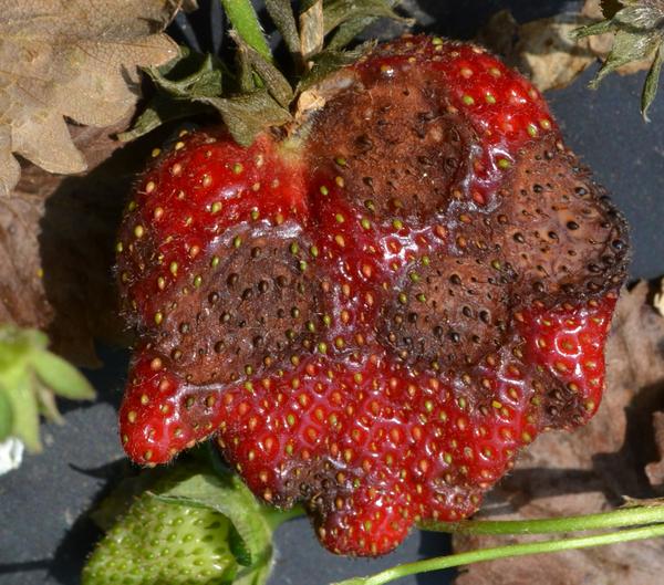 Thumbnail image for Anthracnose Fruit Rot of Strawberry
