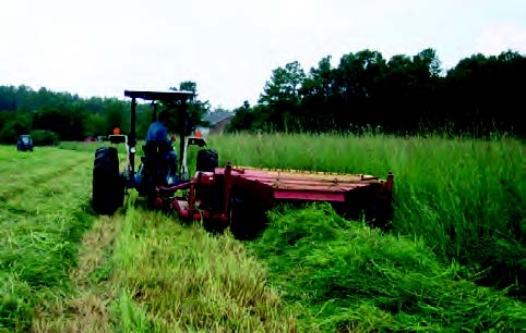Thumbnail image for Silages of Native Switchgrass and Gamagrass: Fermentation Characteristics, Nutritive Value, and Quality