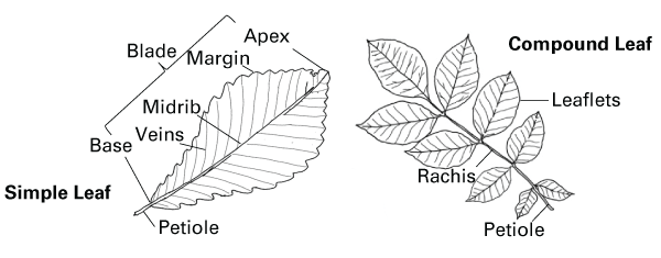 Thumbnail image for Identification of Common Trees of North Carolina