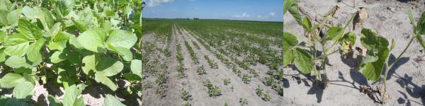 Thumbnail image for Effects of Wind-Induced Sodium Salts on Soils in Coastal Agricultural Fields