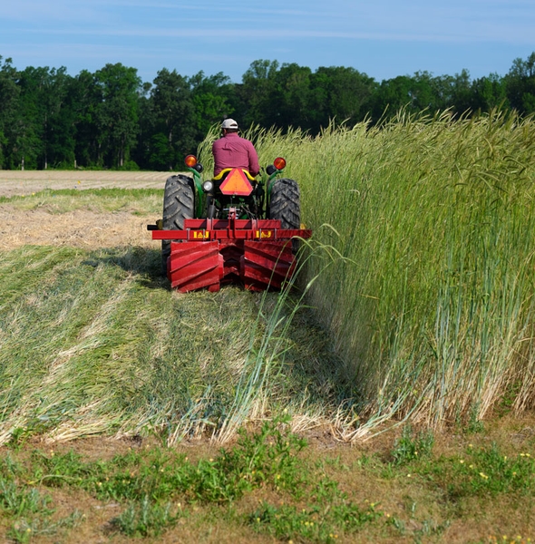 Thumbnail image for Chapter 11: Rolled Cover Crop Mulches for Organic Corn and Soybean Production
