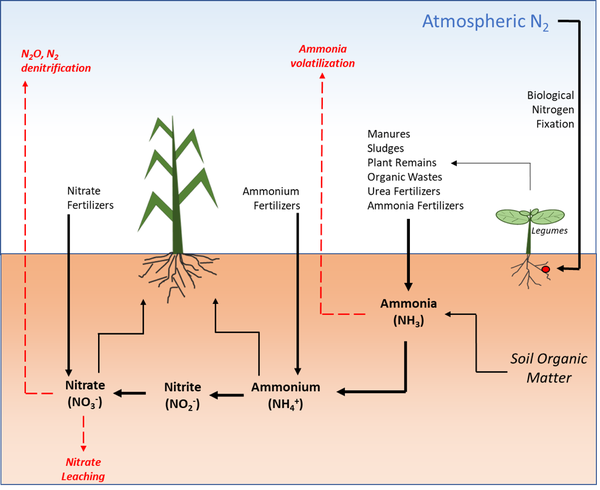 Thumbnail image for Nitrogen Management and Water Quality