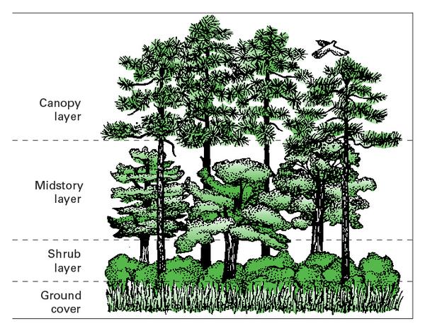 Thumbnail image for Developing Wildlife-Friendly Pine Plantations