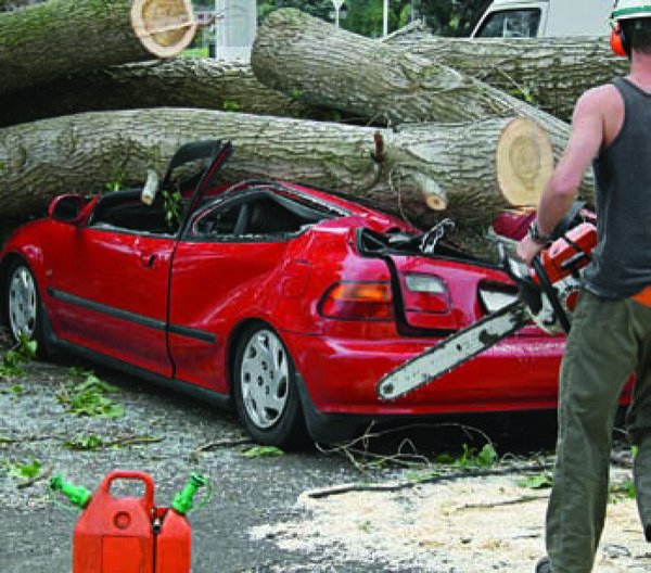 Thumbnail image for How to Hire a Tree Care Professional