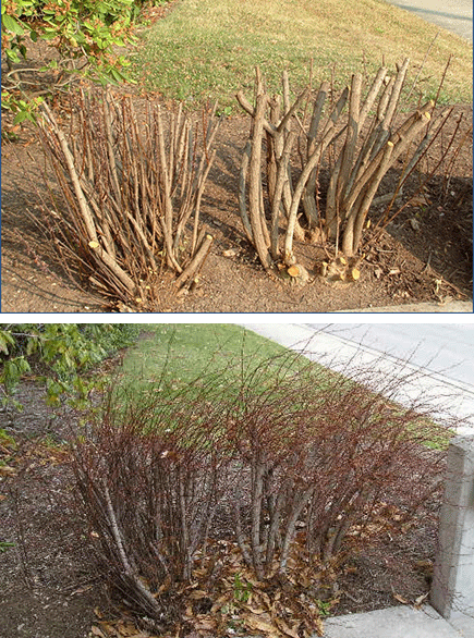 Thumbnail image for General Pruning Techniques