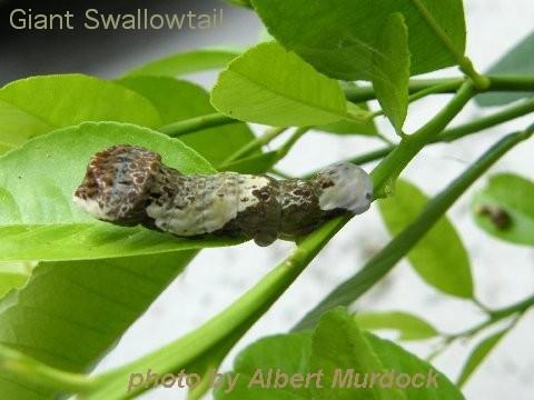 Thumbnail image for Caterpillars That Feed on Trees and Shrubs