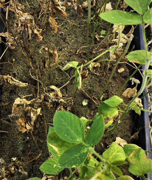 Thumbnail image for Glyphosate Injury on Soybeans