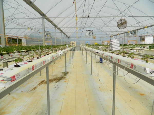 Thumbnail image for Greenhouse Strawberry Production: Report of Cultivar Performance 2022-2023