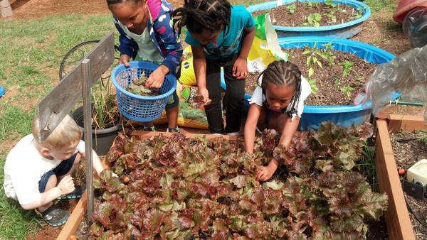 Thumbnail image for Growing Cool-Season Vegetables in Childcare Production Gardens