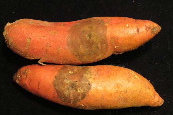 Thumbnail image for Black Rot of Sweetpotato