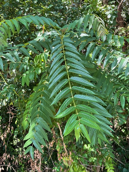 Thumbnail image for Tree-of-heaven (Ailanthus)