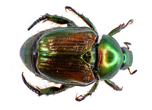 Thumbnail image for Japanese Beetles in Turf