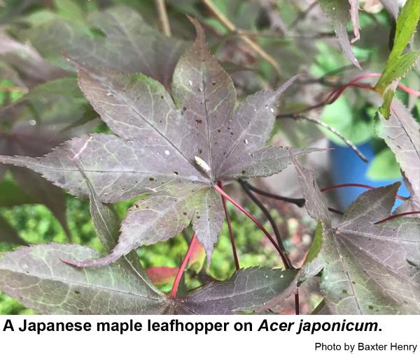 Thumbnail image for Japanese Maple Leafhopper
