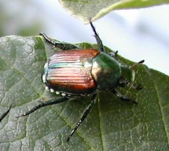 Thumbnail image for Management of Adult Japanese Beetles for Commercial Nursery and Landscape Operations