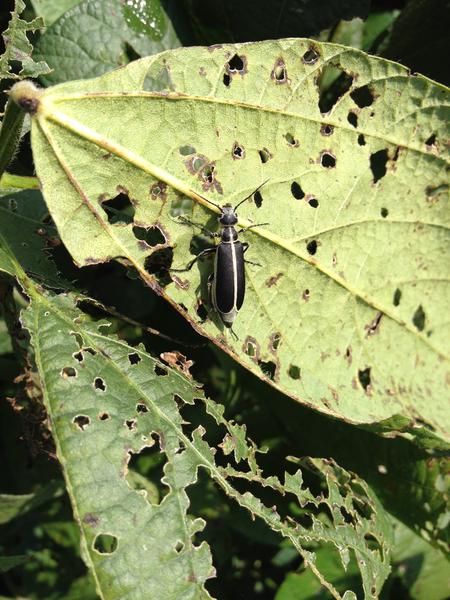 Thumbnail image for Blister Beetle in Soybean