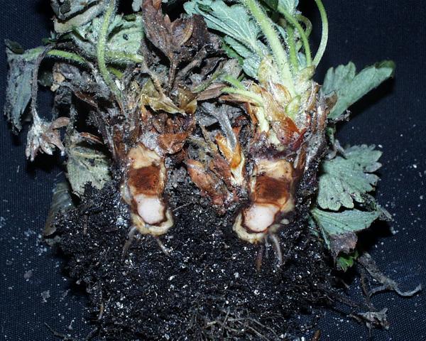 Thumbnail image for Phytophthora Crown Rot of Strawberry