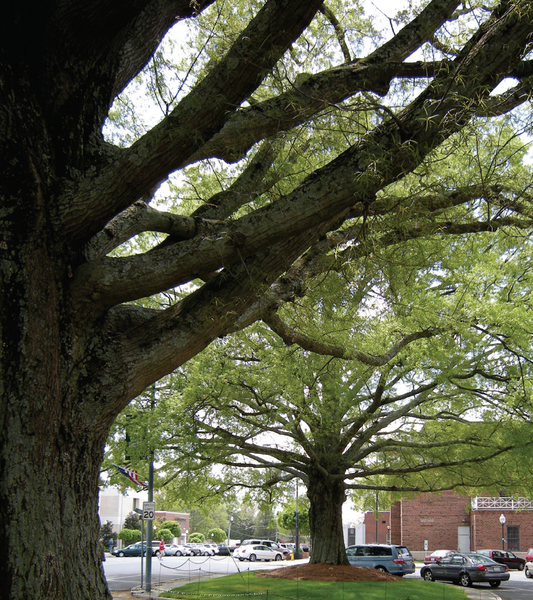 Thumbnail image for Protecting and Retaining Trees: A Guide for Municipalities and Counties in North Carolina