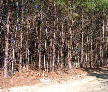 Thumbnail image for Timber Management Goals Through Woody Biomass Harvesting