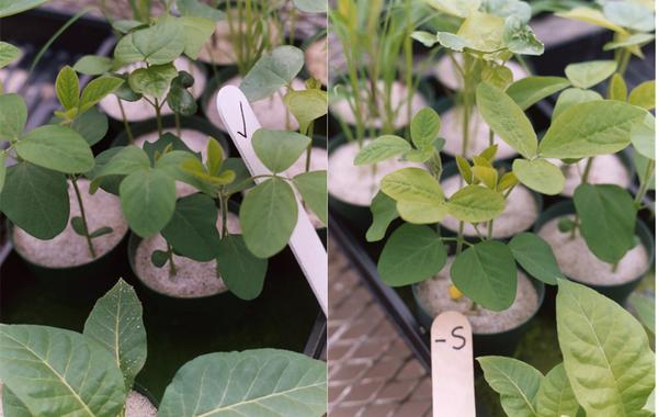 Thumbnail image for Mid-Season Soybean Sulfur (S) Deficiency