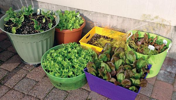 Thumbnail image for Vegetable Gardening: A Beginner's Guide