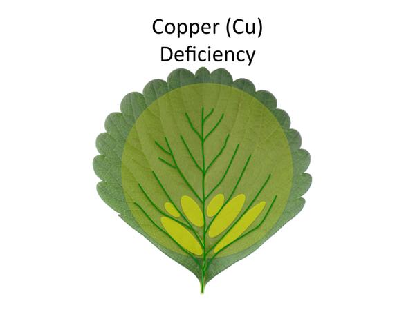 Thumbnail image for Strawberry Copper (Cu) Deficiency
