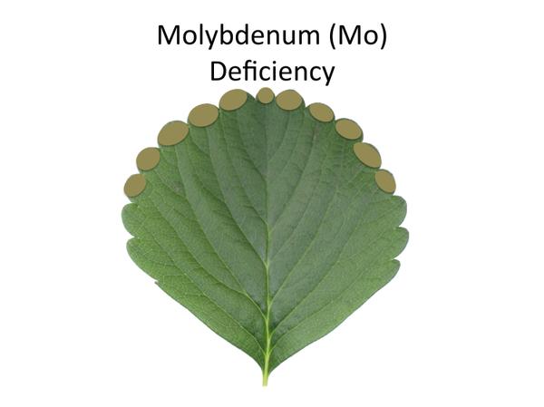 Thumbnail image for Strawberry Molybdenum (Mo) Deficiency