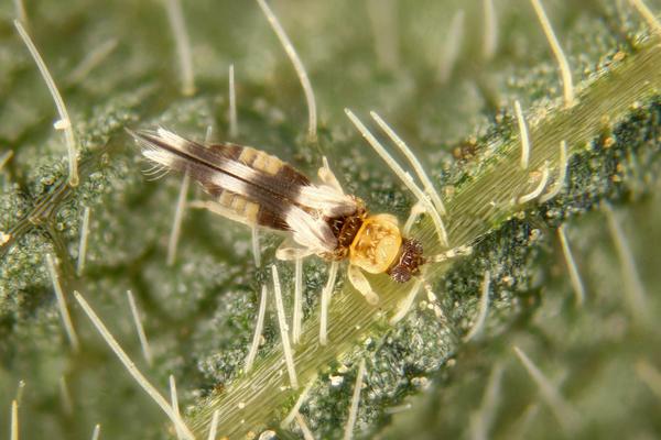 Thumbnail image for Thrips in Soybean
