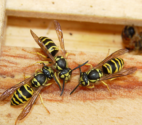 Thumbnail image for Non-Honey Bee Stinging Insects in North Carolina