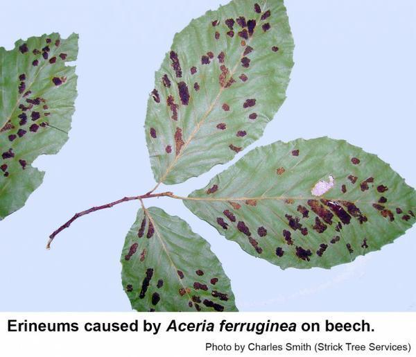 Thumbnail image for Beech Erineum Mite