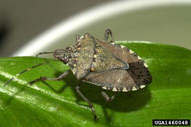 Thumbnail image for Brown Marmorated Stink Bug in the Landscape and in the Home