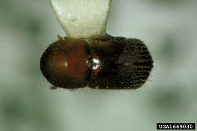 Thumbnail image for Ambrosia Beetle Pests of Nursery and Landscape Trees