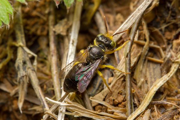 Thumbnail image for Ground-Nesting Bees in Turf