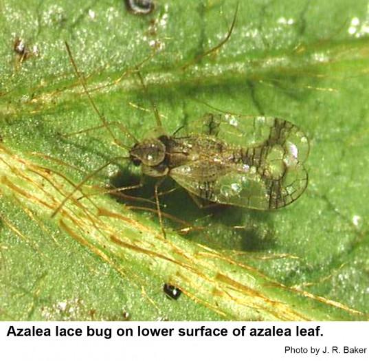 Thumbnail image for Azalea Lace Bug