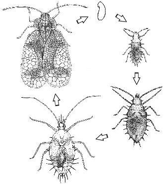 Thumbnail image for Lace Bugs
