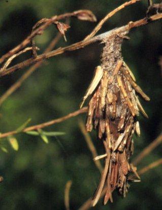 Thumbnail image for Bagworms in Ornamental Landscapes