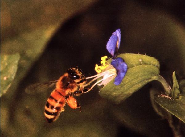 Thumbnail image for The Honey Bee Dance Language