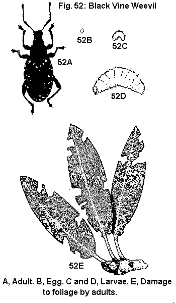 Thumbnail image for Beetles Found on Flowers and Foliage