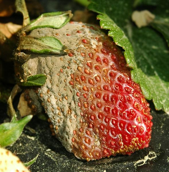 Thumbnail image for Botrytis Fruit Rot / Gray Mold on Strawberry