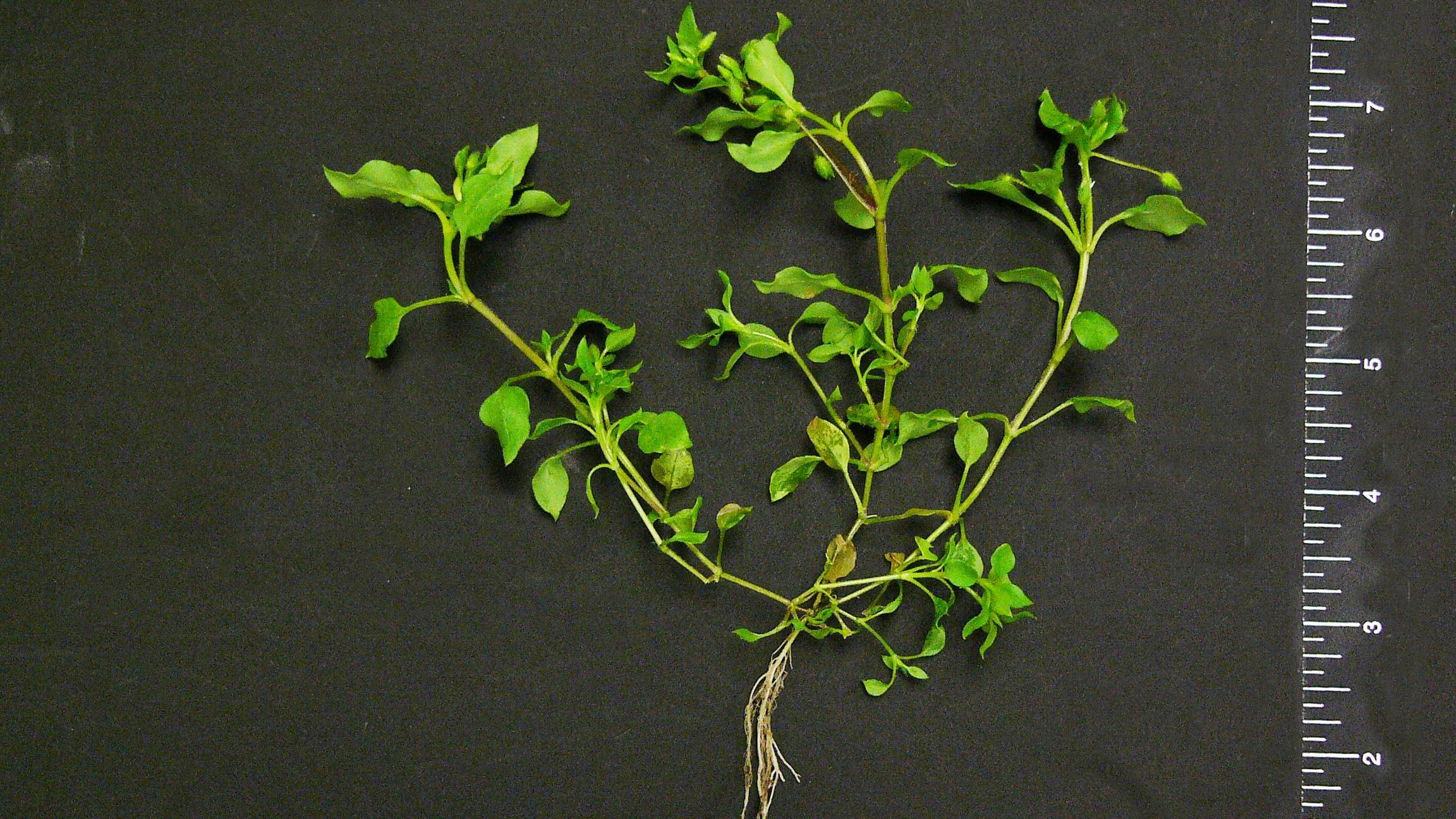 Thumbnail image for Common Chickweed