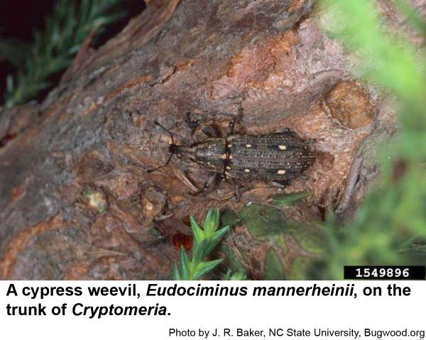 Thumbnail image for Cypress Weevil