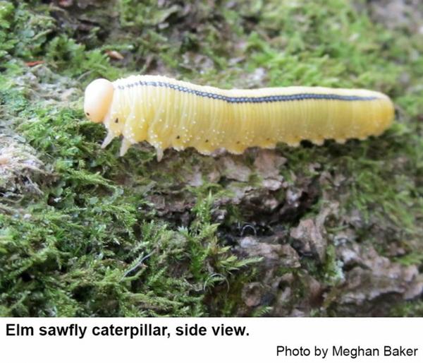 Thumbnail image for Elm Sawfly